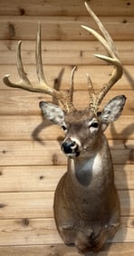 Massive 8 Point Buck Whitetail Deer Shoulder Mount