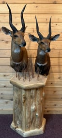 Pair Cape Bushbuck Shoulder Pedestal Mount Taxidermy