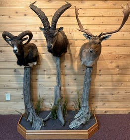 Wild Mountain Goat Ram Fallow Deer Taxidermy Mount