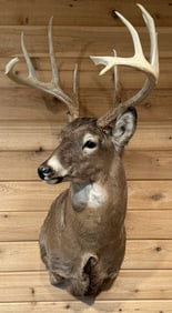 9 Point Mounted Whitetail Deer Taxidermy Mount