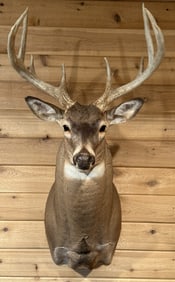 10 Point Mounted Whitetail Deer Taxidermy Mount