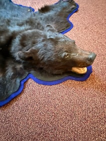 Genuine Black Bear Taxidermy Skin Rug w/ Head