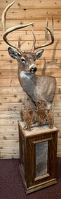 8 Point Whitetail Deer Taxidermy Shoulder Mount w/ Pedestal