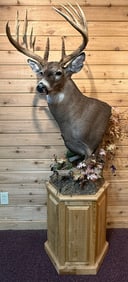 14 Point Whitetail Deer Taxidermy Shoulder Mount