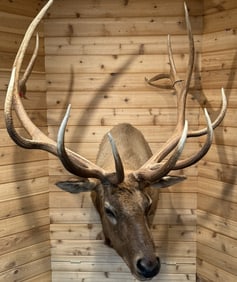 Huge American Elk Taxidermy 6x6 Shoulder Mount