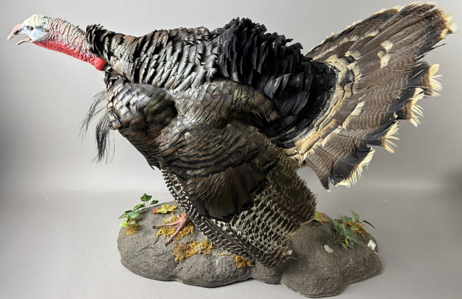 Turkey Full Size Taxidermy Mount (1 of 12)