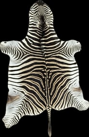 African Zebra Large Real Genuine Hide Skin Rug