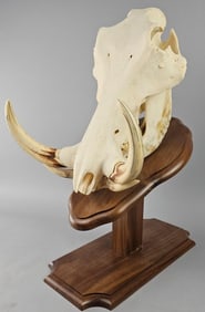 African Warthog Genuine European Taxidermy Mount