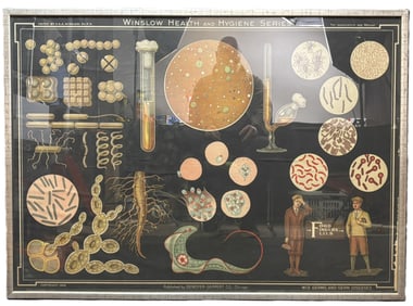 1929 Denoyer Geppert Winslow Health & Hygiene Series Germs & Diseases