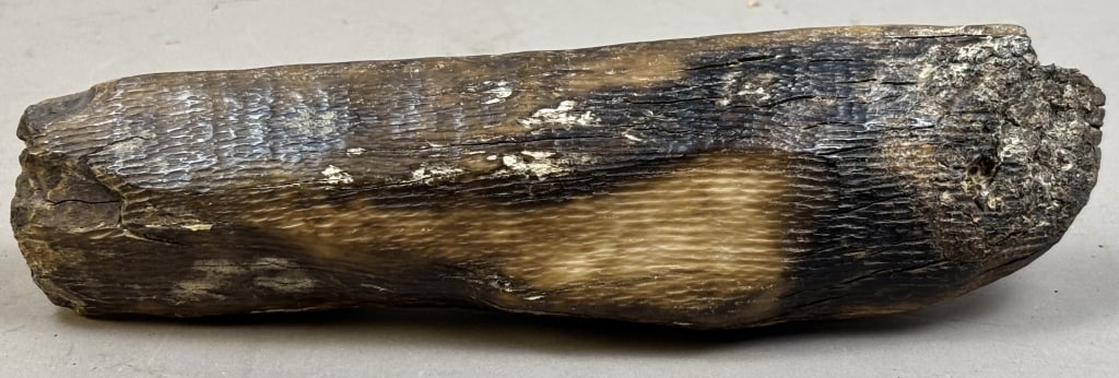 Walrus Tooth Carving - 7