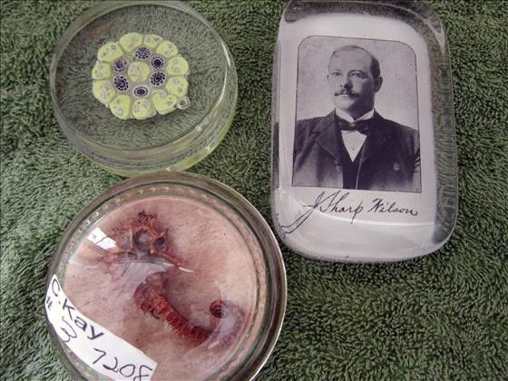 3 paper weights: 3 paper weights sharp Wilson - seahorse and yellow flowers round and oblong -