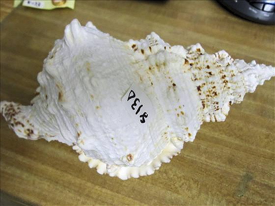 Large Horse Conch Shell: Large Horse Conch Shell - white and brown colors - 11 by 5"