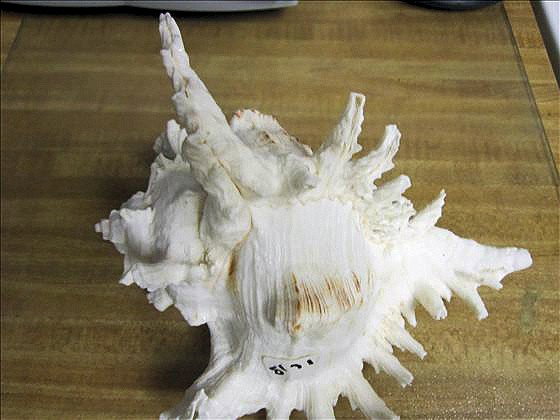 Large Spiny Conch shell: Large Spiny Conch shell - white with brown spots - nice shell - 6 by 9 1/2