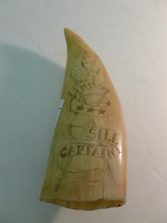 Walrus or whale tusk or tooth- scrimshaw with sailing s: Walrus or whale tusk or tooth- scrimshaw with sailing ship -sun and whale-Lynn Sill Captain on one side-6 long- nice carving good condition