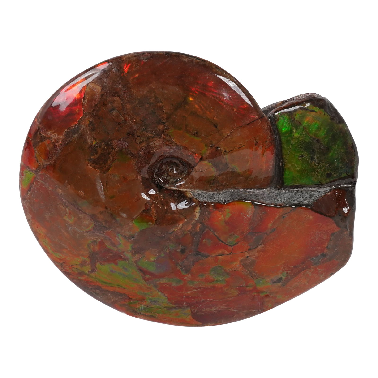 Iridescent Ammonite Placenticeras (meeki) Cretaceous Pierre Shale South Dakota (1 of 15)