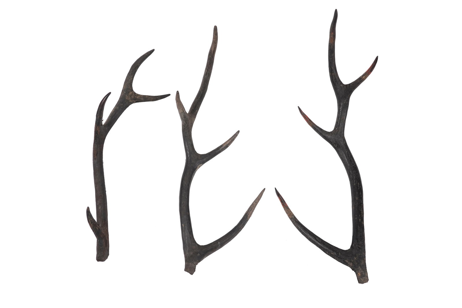 THREE CHINESE LACQUERED WOOD ANTLERS FROM A TOMB GUARDIAN, ZHENMUSHOU Chu Kingdom, Warring States (1 of 4)