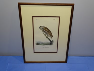 Vintage Engraving J.J. Audobon "Little Night Owl" J.T. Bowen