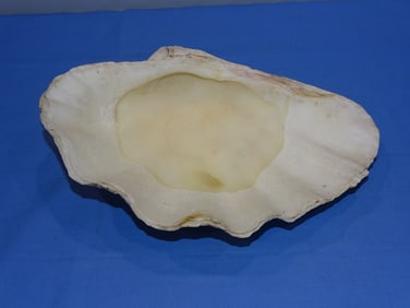 South Seas Giant Clam Shell, 13"