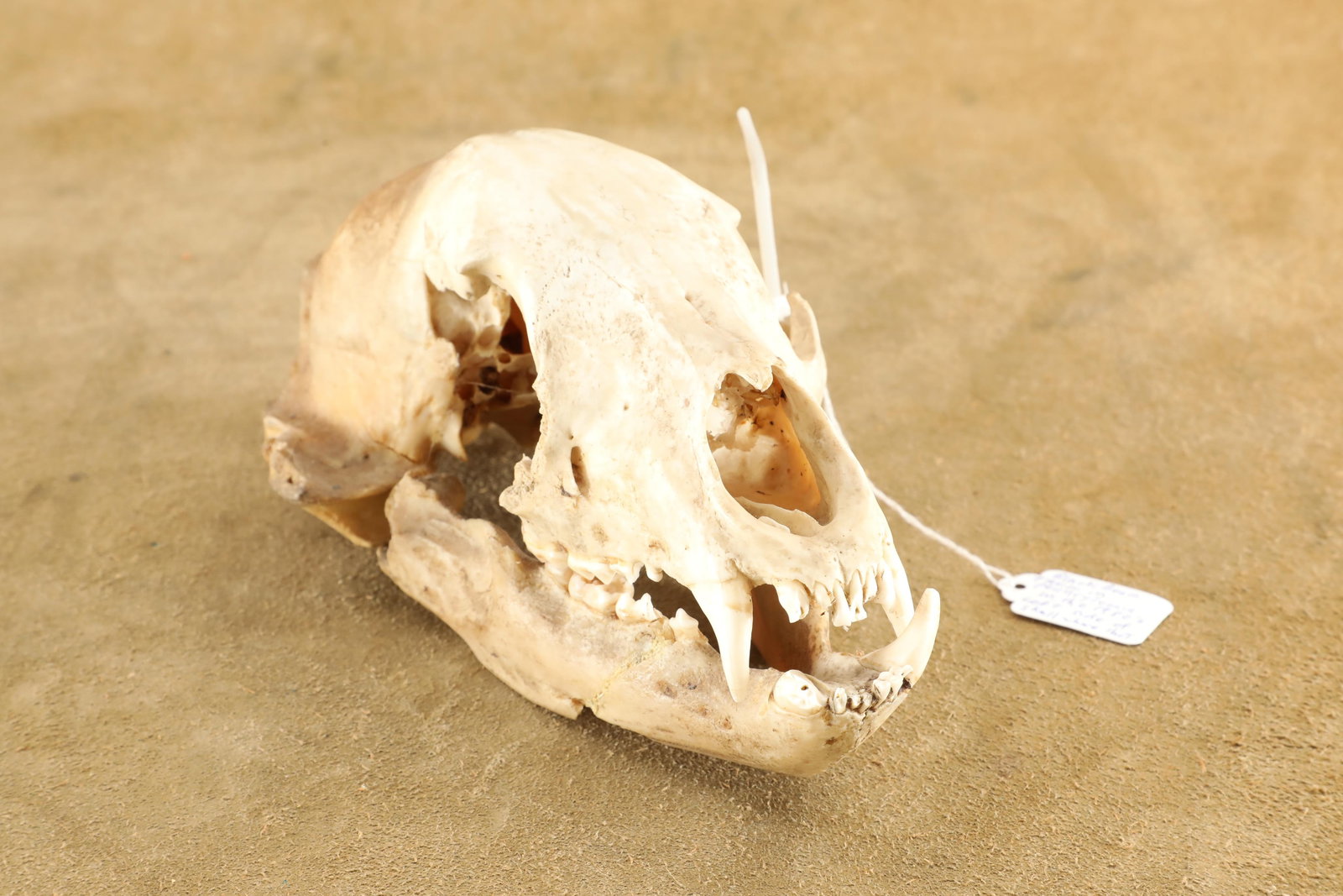 Black Bear Skull Taken In Pennsylvania In The 1980s, 11" x 6" x 5" (1 of 8)