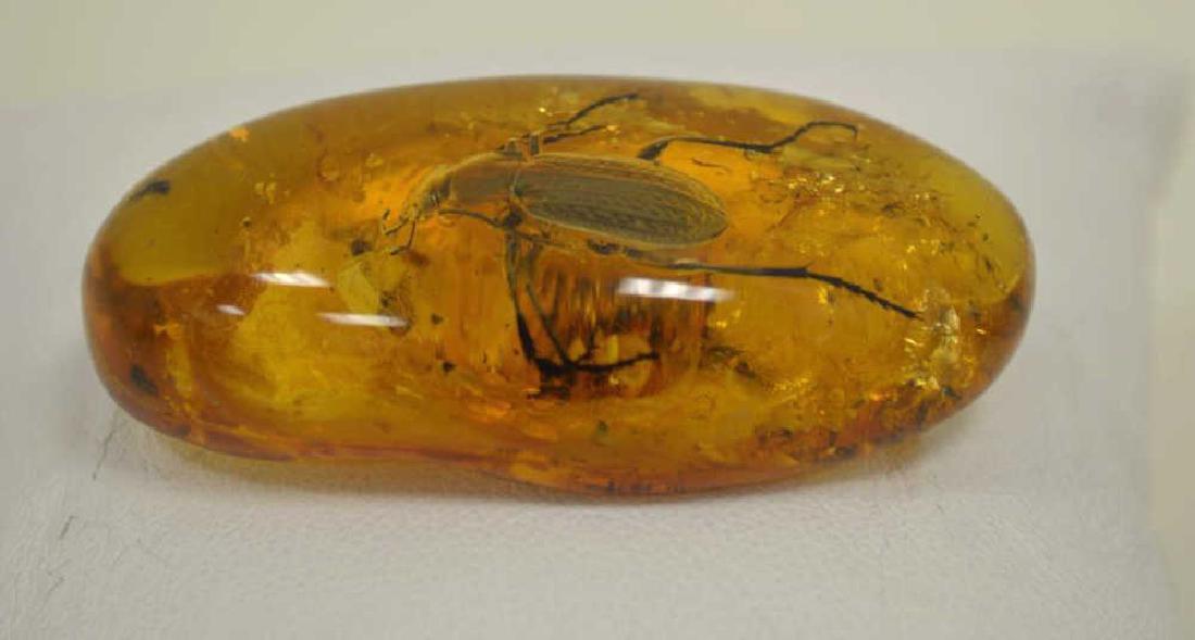 Large specimen of Amber (1 of 3)