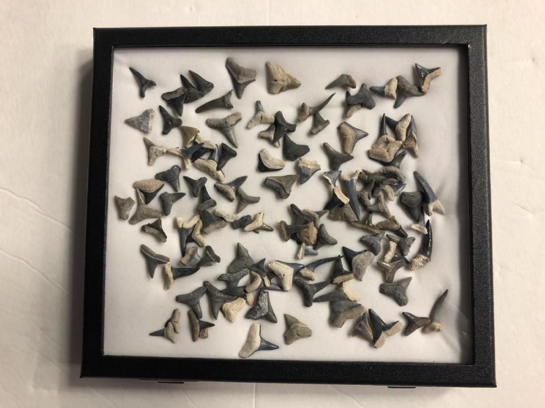 Huge Lot of Misc Species Fossilized Sharks Teeth: Huge Lot of Misc Species & Types of Fossilized Sharks Teeth. Over 75 pieces total. Species include, Tiger, Bull Lemon, Sand Tiger. Comes in a glass top display case. A great educational gift!!!