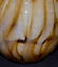 Evolution by Waterford Savannah Hurricane 11" Vase - 3