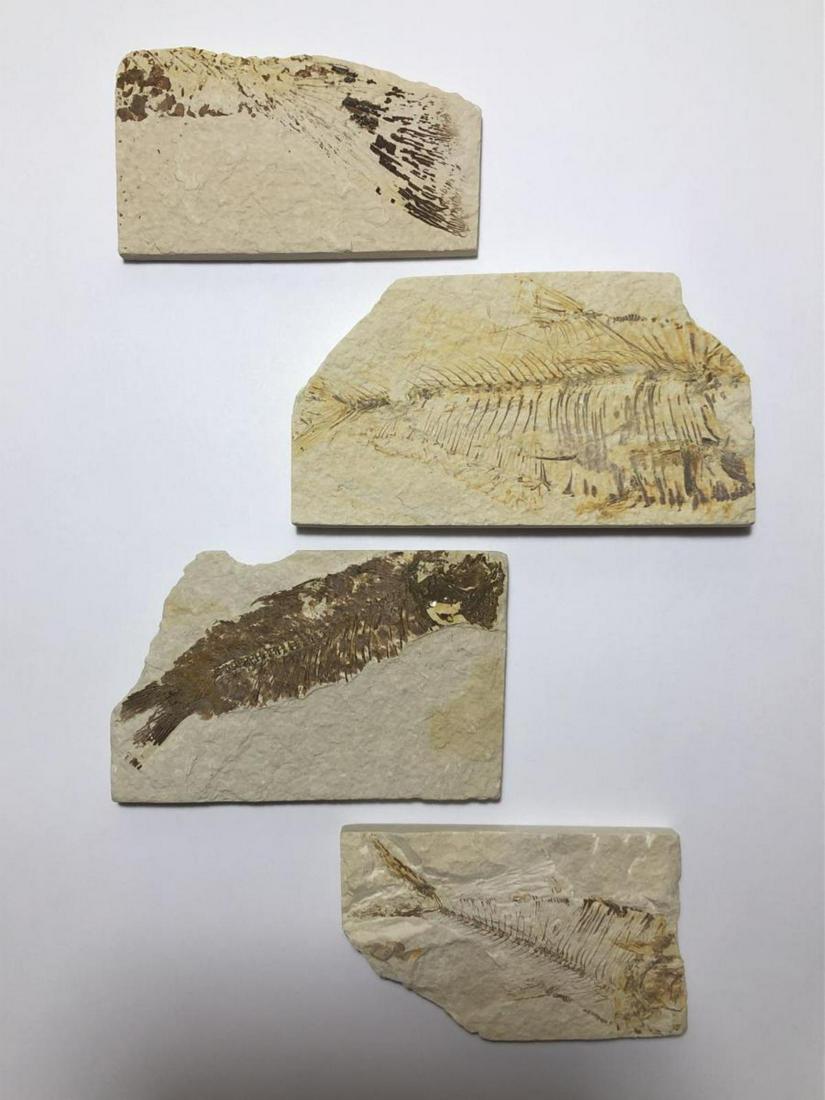 Lot of 4 Fossil Fish Eocene Era (1 of 8)