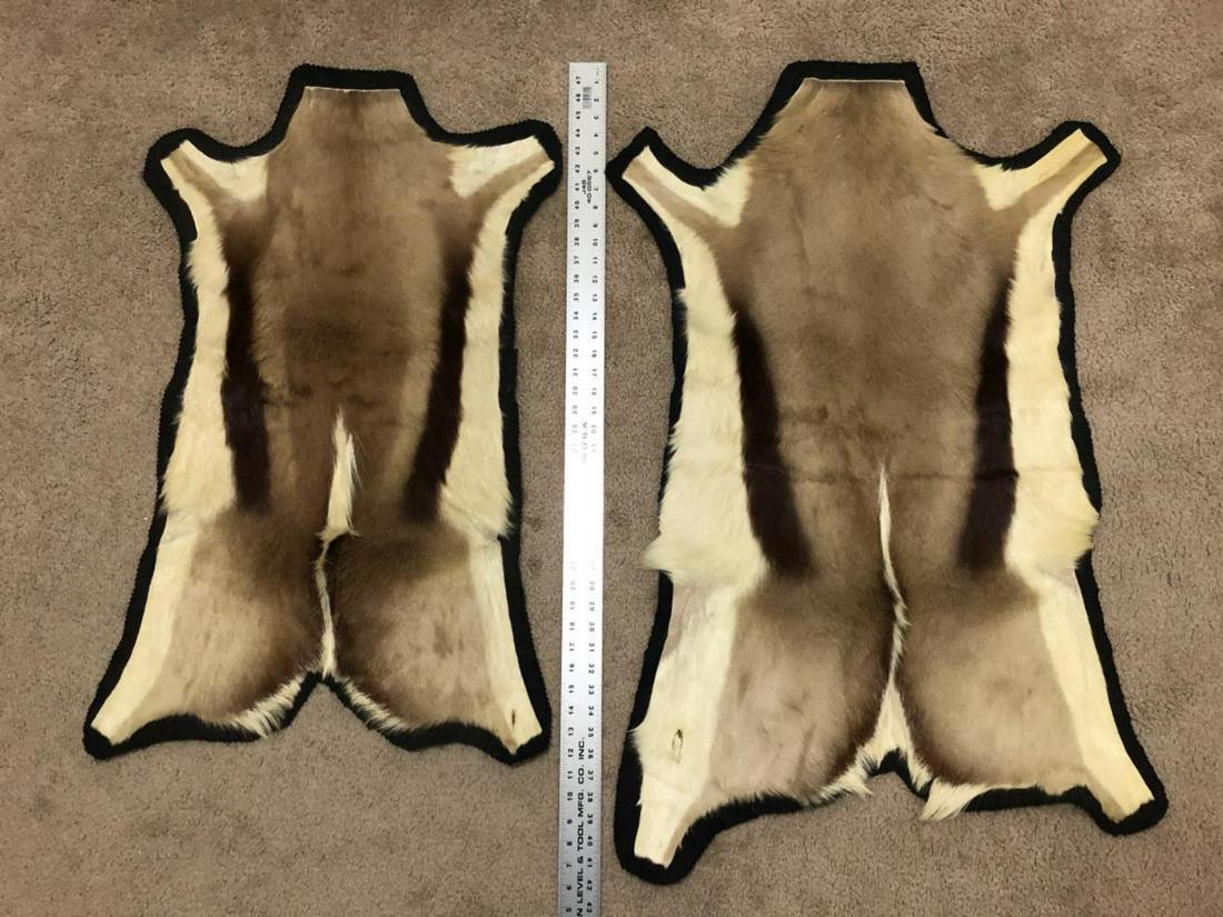 Pair of Antelope / Gazelle Mounted Hides: Pair Antelope/Gazelle Mounted Hides. Each measures about 3’ x 2.5' Mounted on black felt. One has a bullet hole.
