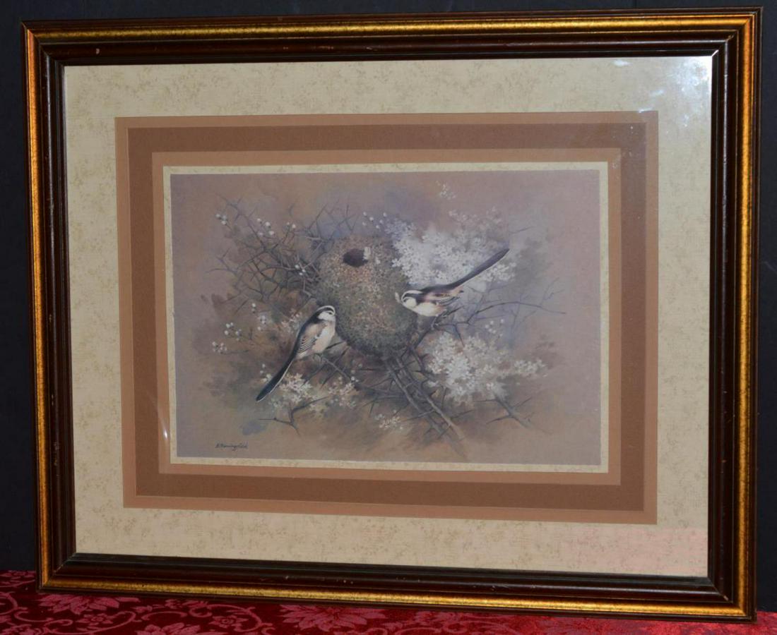 Gordon Beningfield Framed Wildlife Print: A framed and matted print by naturalist Gordon Beningfield. This 18" x 12" print is double matted in contemporary frame & features two long tail tits nesting. The artist name is bottom left.