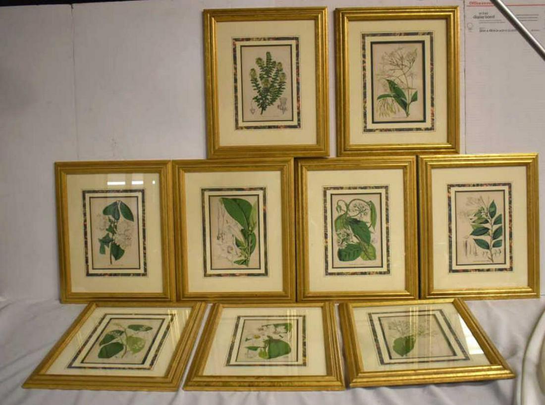 Collection of Framed Under Glass Botanical Prints (1 of 5)