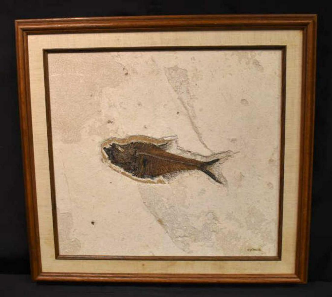 Framed Diplomystus Fossilized Fish (1 of 6)