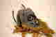 item-129329047=2