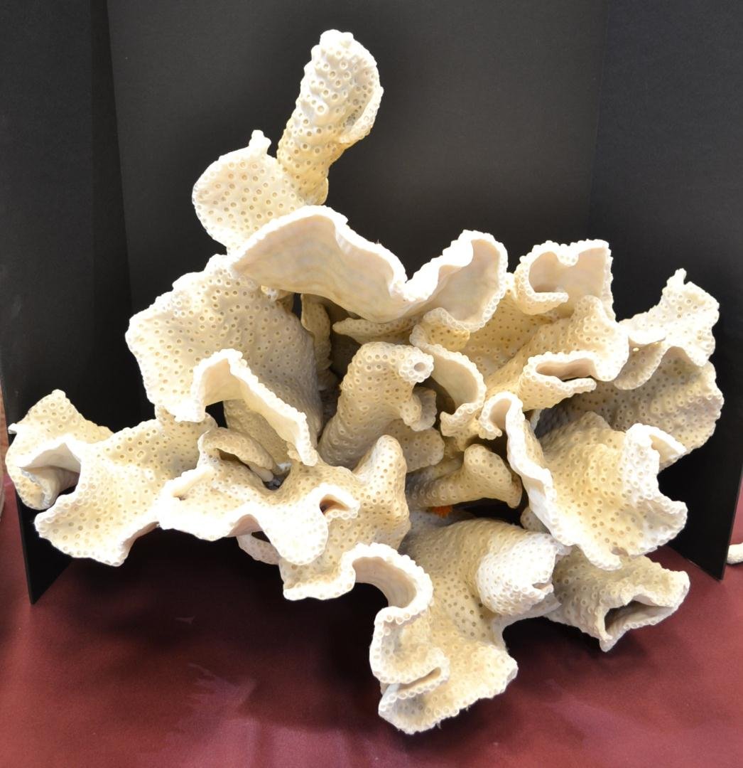 Huge Black Cup Coral 32" x 26" - Turbinaria Coral: Huge Black Cup Coral 32" x 26" - Turbinaria Corals are large polyp stony corals. Depending upon the species, they are referred to as a Cup, Pagoda, Turban, Vase, or Scroll Corals. Turbinaria, is deriv