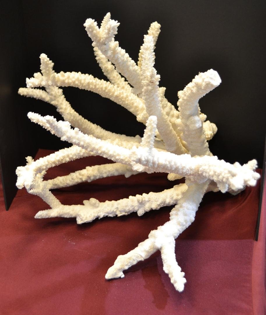 Large White Staghorn Coral - 28" x 16": Large White Staghorn Coral, 28" wide x 16" high. Purchased at Shell Factory.