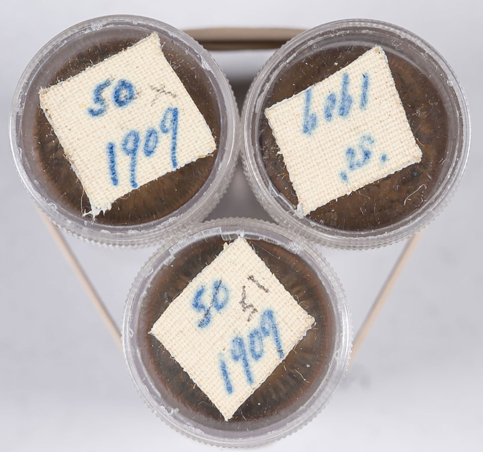150 Pieces 1909 Indian Cents: A nice average circulated group. (Total: 150 pcs)