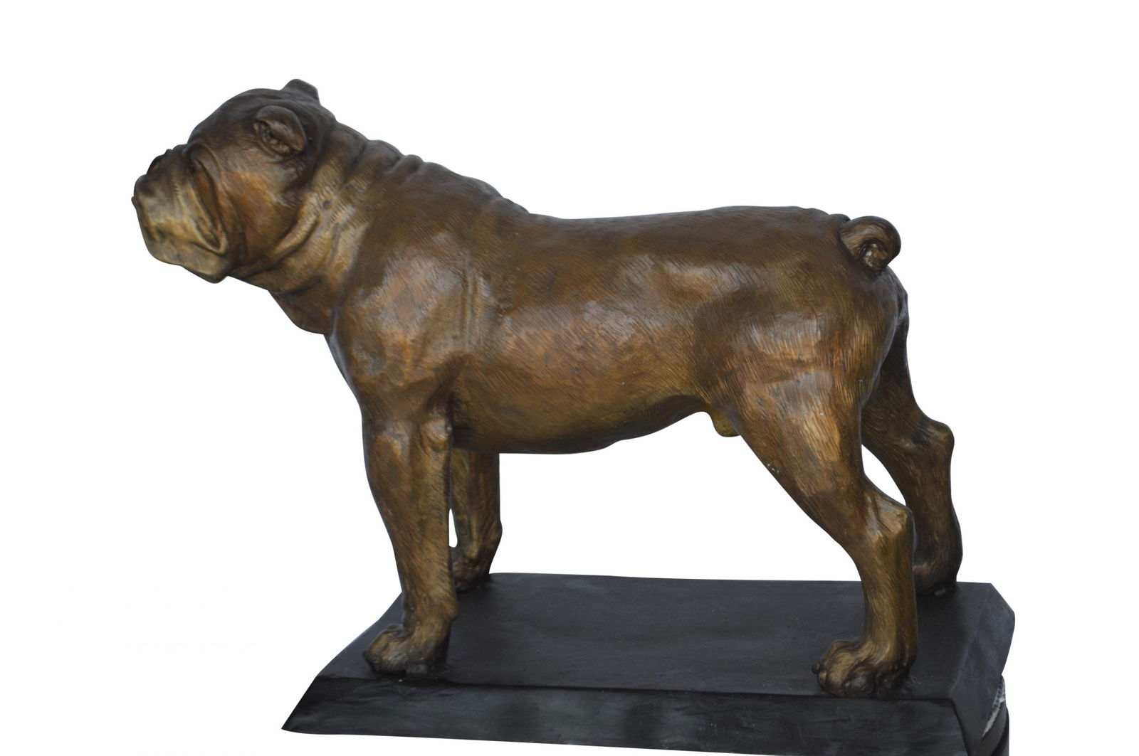 Bulldog Bronze Statue Mounted on a Base - Size: 32"L x 10"W x 21"H.: Enjoy this life size bronze statue of a Bulldog AKA British Bulldog mounted on a bronze base. British Bulldogs is a muscular, hefty dog with a wrinkled face and a distinctive pushed-in nose. Bulldogs