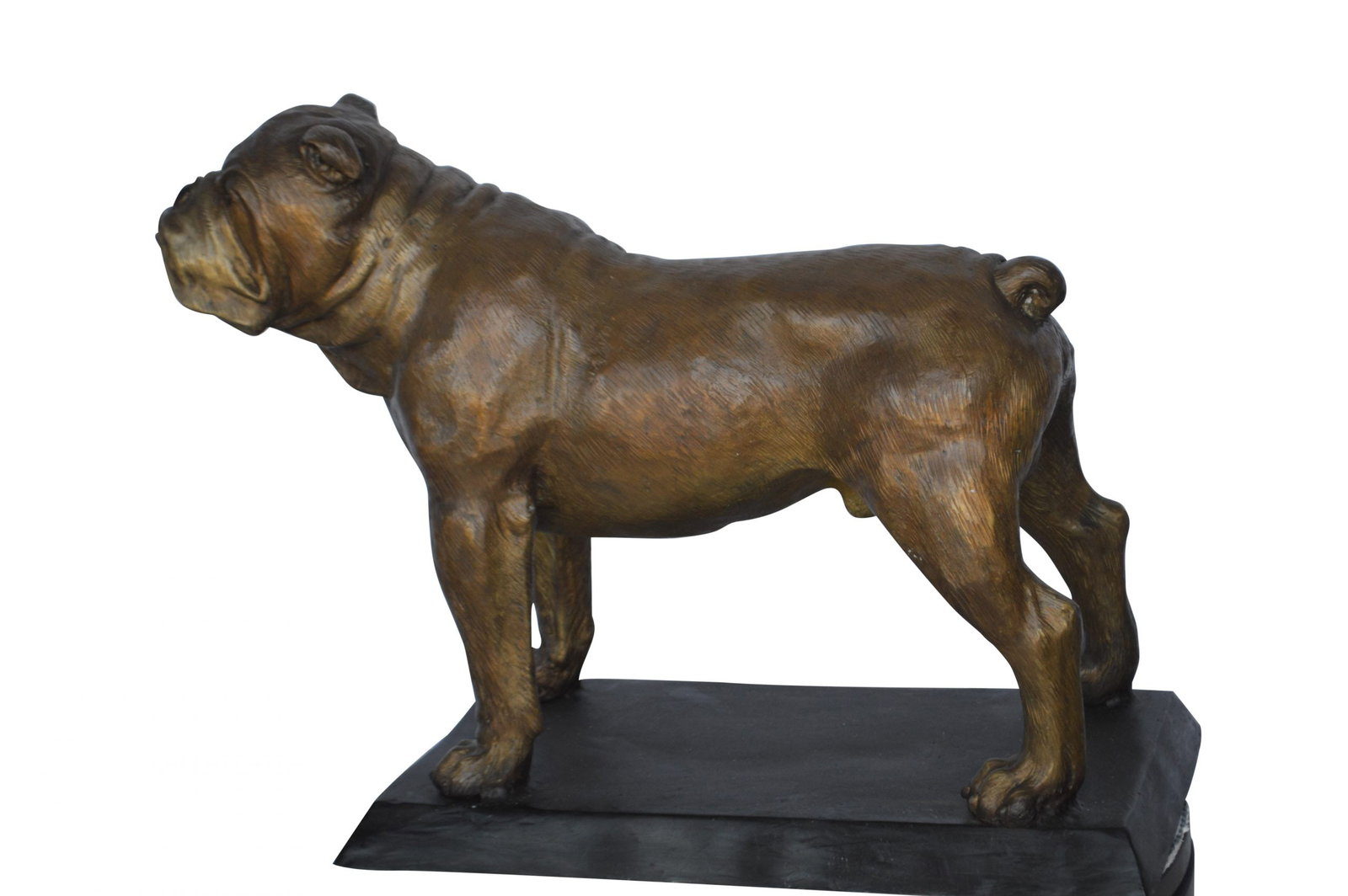 Bulldog Bronze Statue Mounted on a Base - Size: 32"L x 10"W x 21"H.: Enjoy this life size bronze statue of a Bulldog AKA British Bulldog mounted on a bronze base. British Bulldogs is a muscular, hefty dog with a wrinkled face and a distinctive pushed-in nose. Bulldogs
