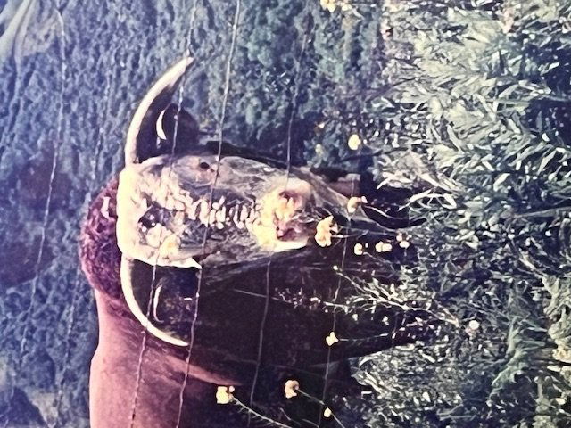 Photograph of Long Horn Framed (1 of 4)