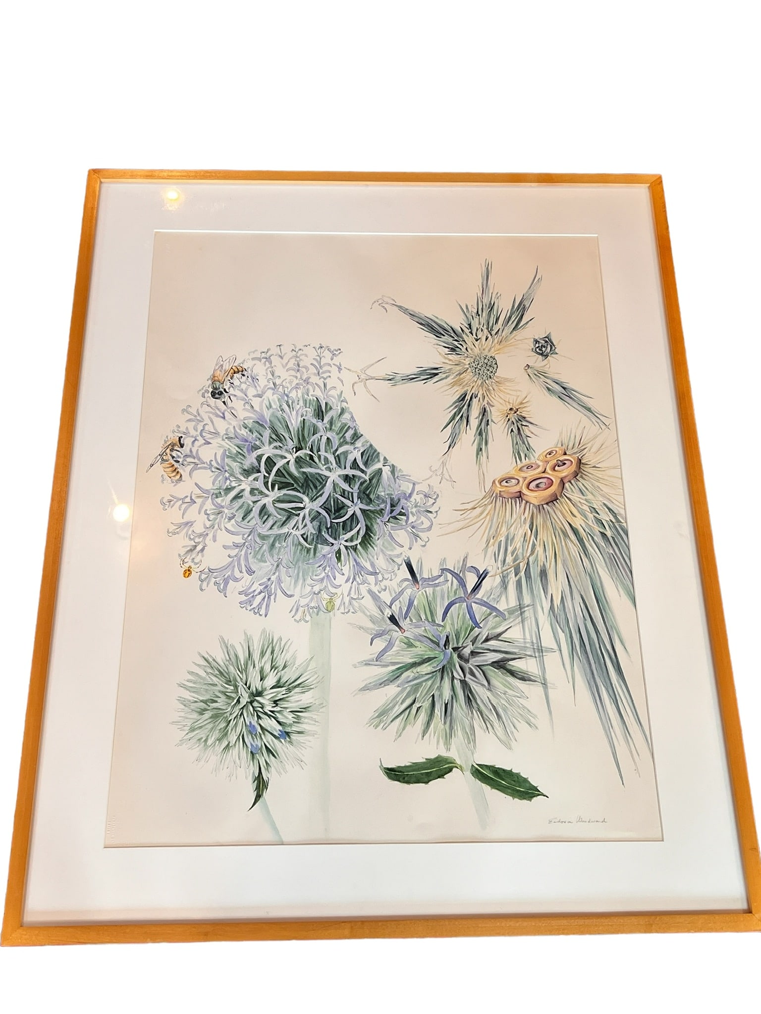 GLOBE THISTLE YOUNG TO OLD ART OF EUDOXIA WOODWARD: This art piece is called Globe Thistle Young to Old. The art of Eudoxia Woodward (B.1919 NY-D.2008 Belmont MA) American artist and Chemistry Researcher, exemplified the unity Eudoxia found within Art 