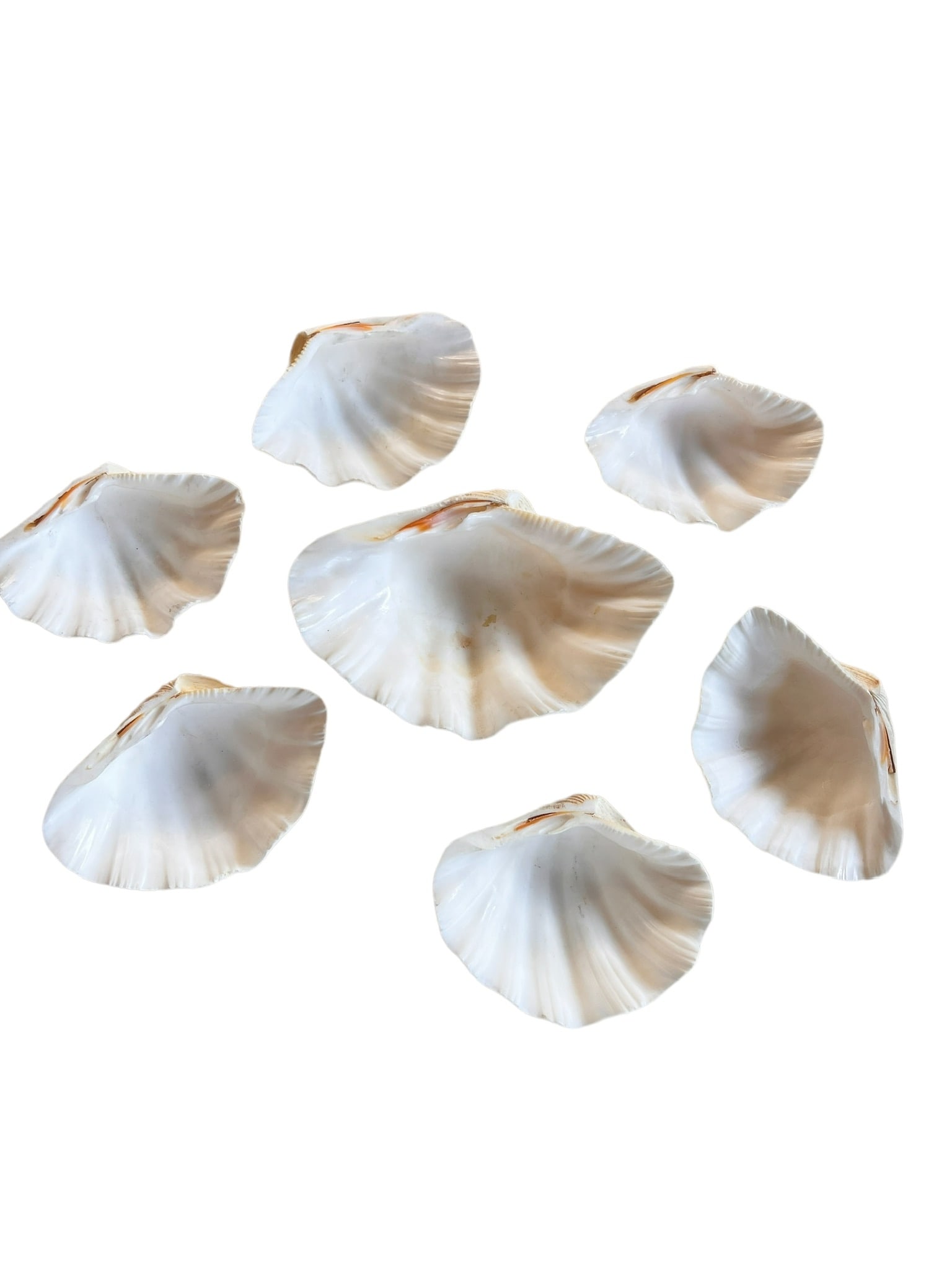 SERVING SET OF 7 SCALLOP SHELLS (1 of 9)