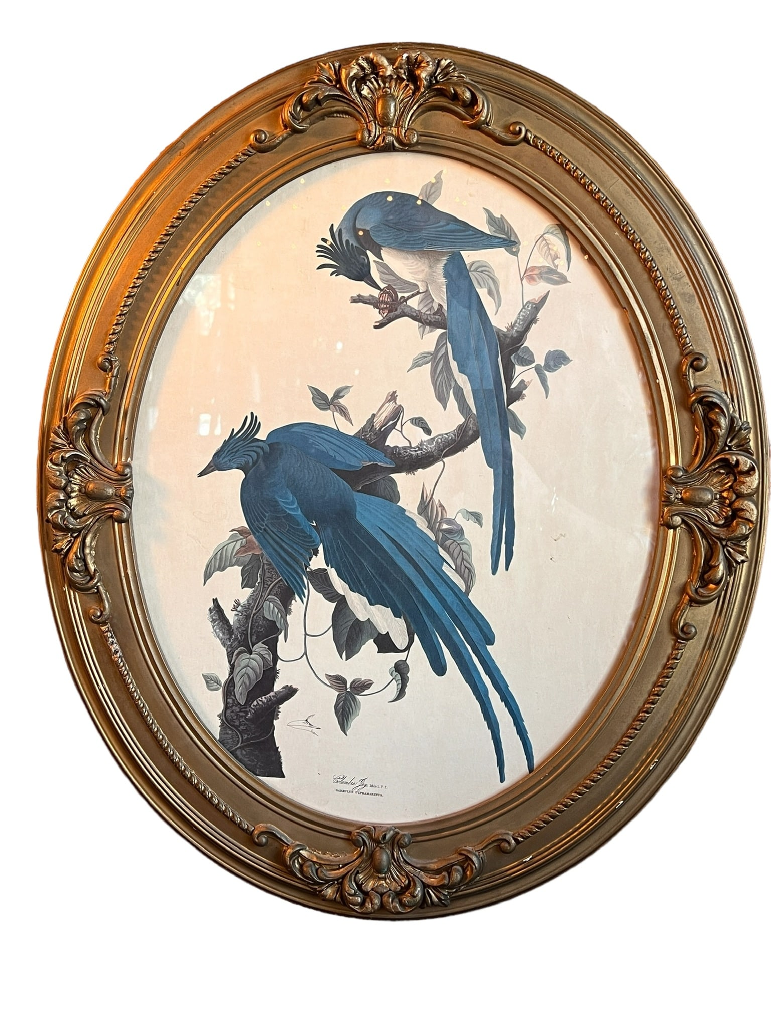 Gilded Oval Frame Bird Print (1 of 8)