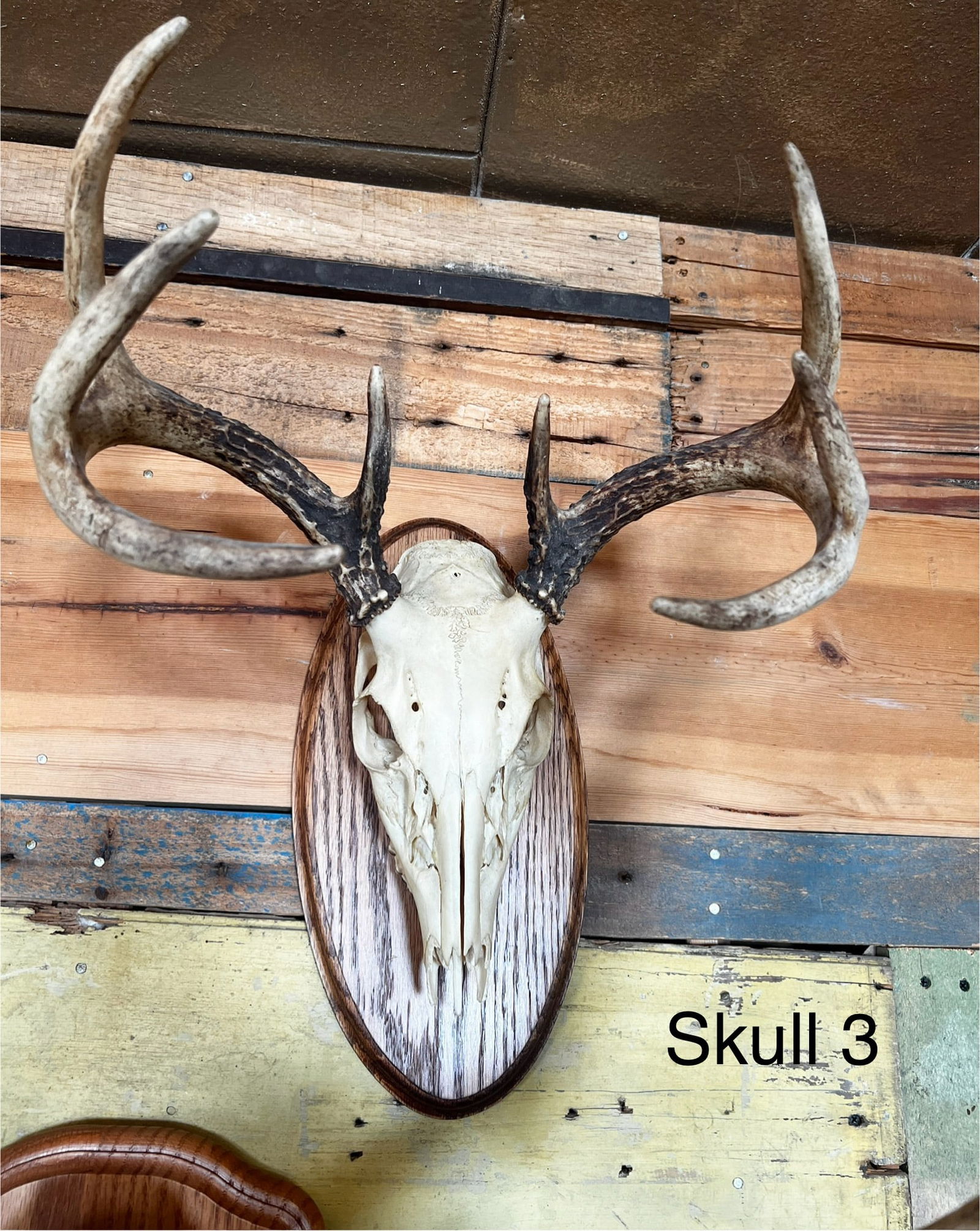 #3 8 Point Deer Skull Antler Mount (1 of 6)