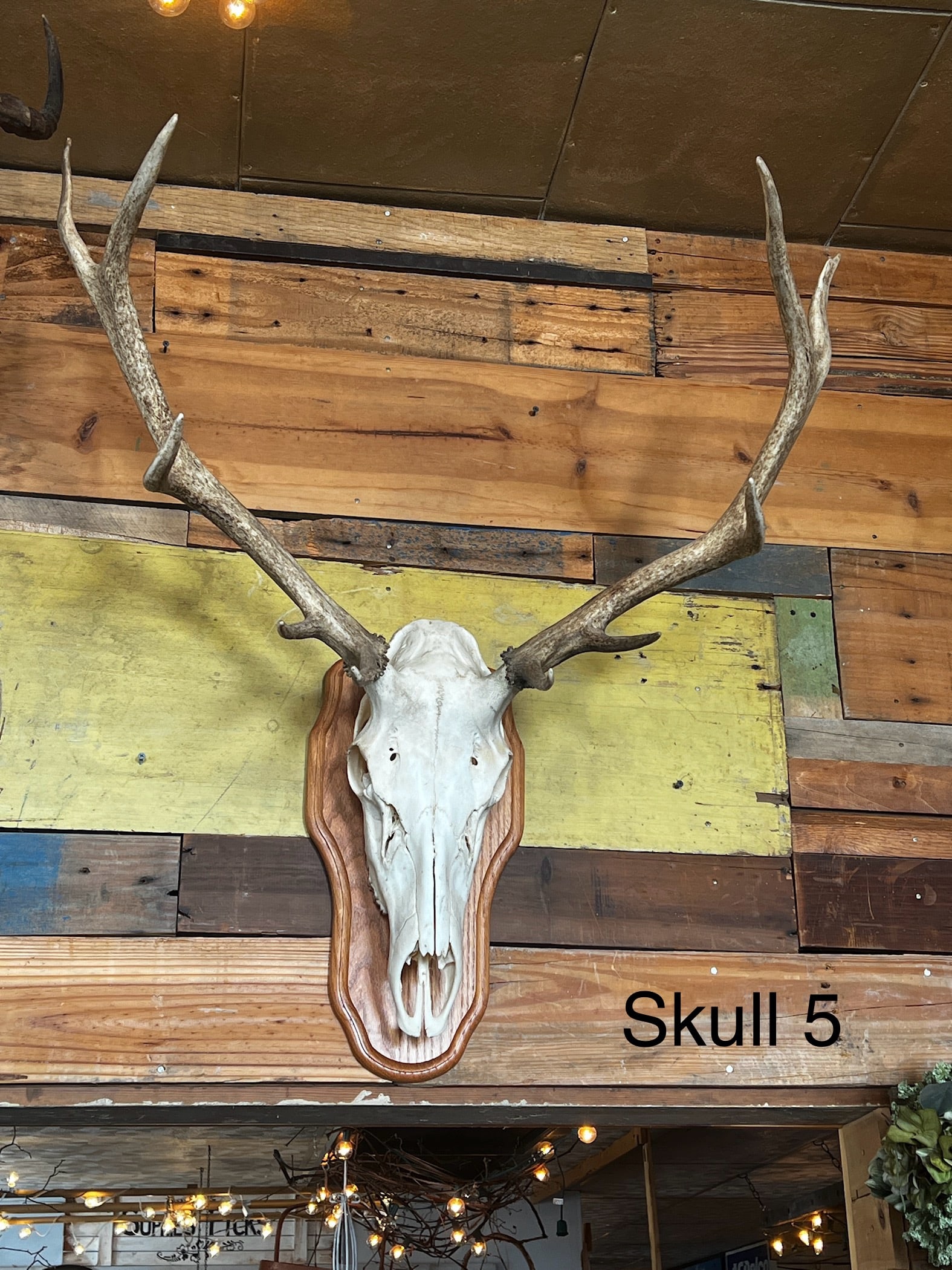 #5 10 Point Large Elk Skull Antler Mount (1 of 4)