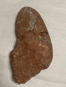 Fossilized Velociraptor Dinosaur Egg