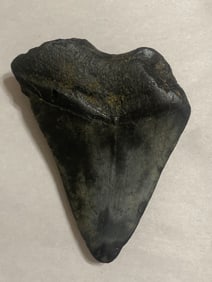 Ancient Fossilized Megalodon Shark Tooth  4.5