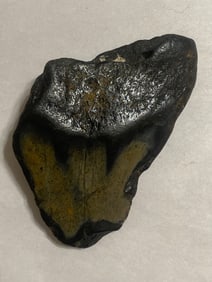 Ancient Fossilized Megalodon Shark Tooth  4.5