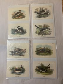Antique 19th Century Bird Ornithology Lithograph Lot (25)