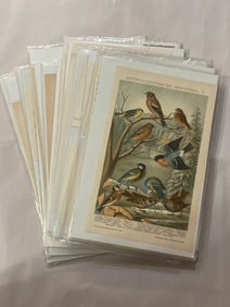 Antique 19th Century Bird Ornithology Lithograph Lot (25)