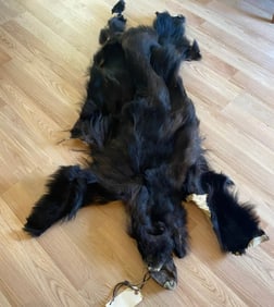 Montana Black Bear Skin Hide