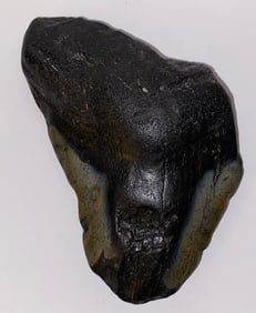 Ancient Fossilized Megalodon Shark Tooth 4.5